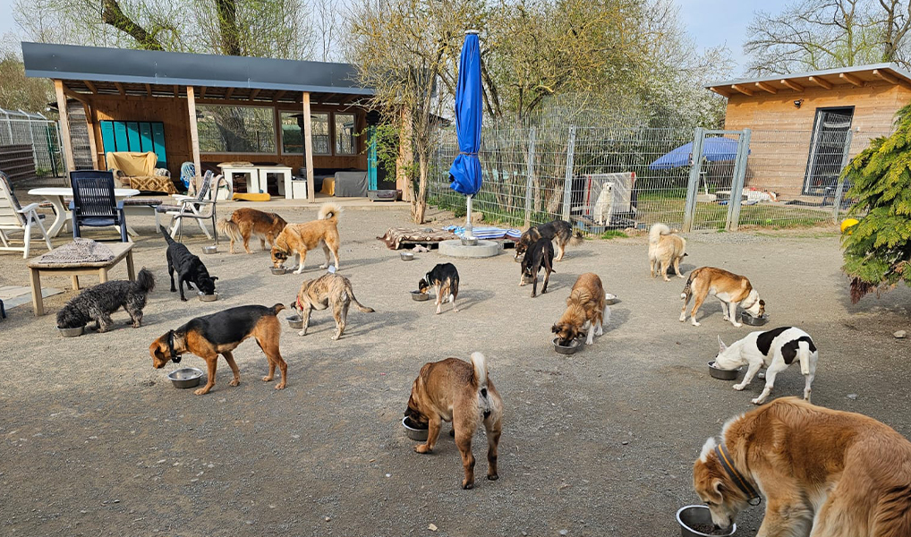 TIKUNA Tierheim Butzbach