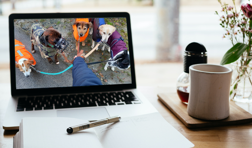 Intensiv-Coaching online