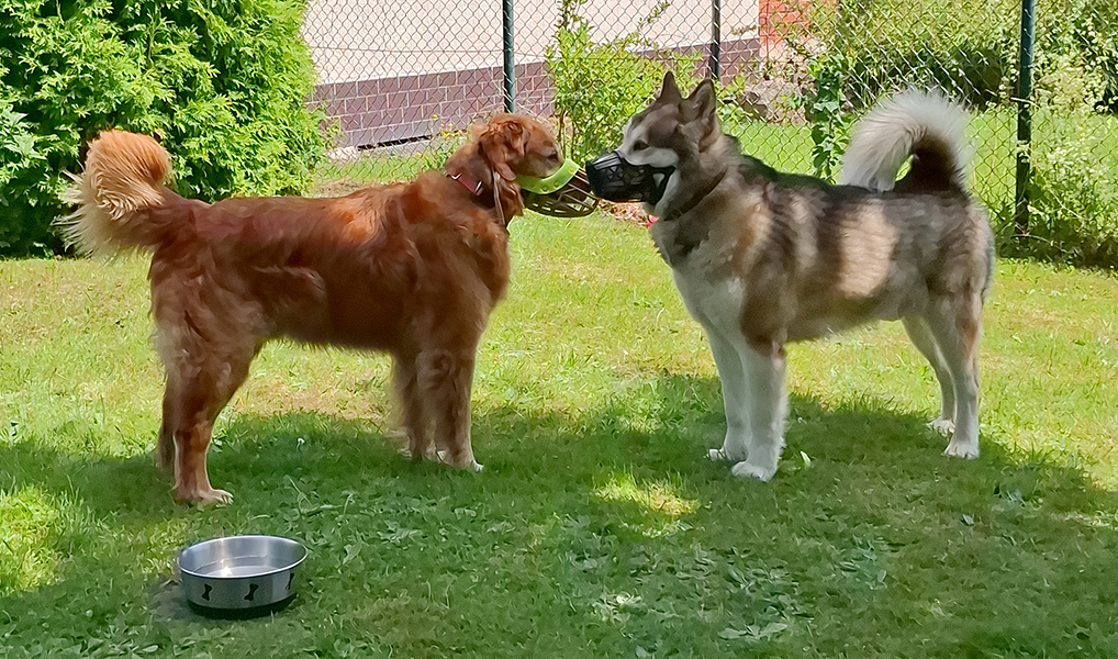 TIKUNA Workshop Hundeverhalten beobachten & verstehen